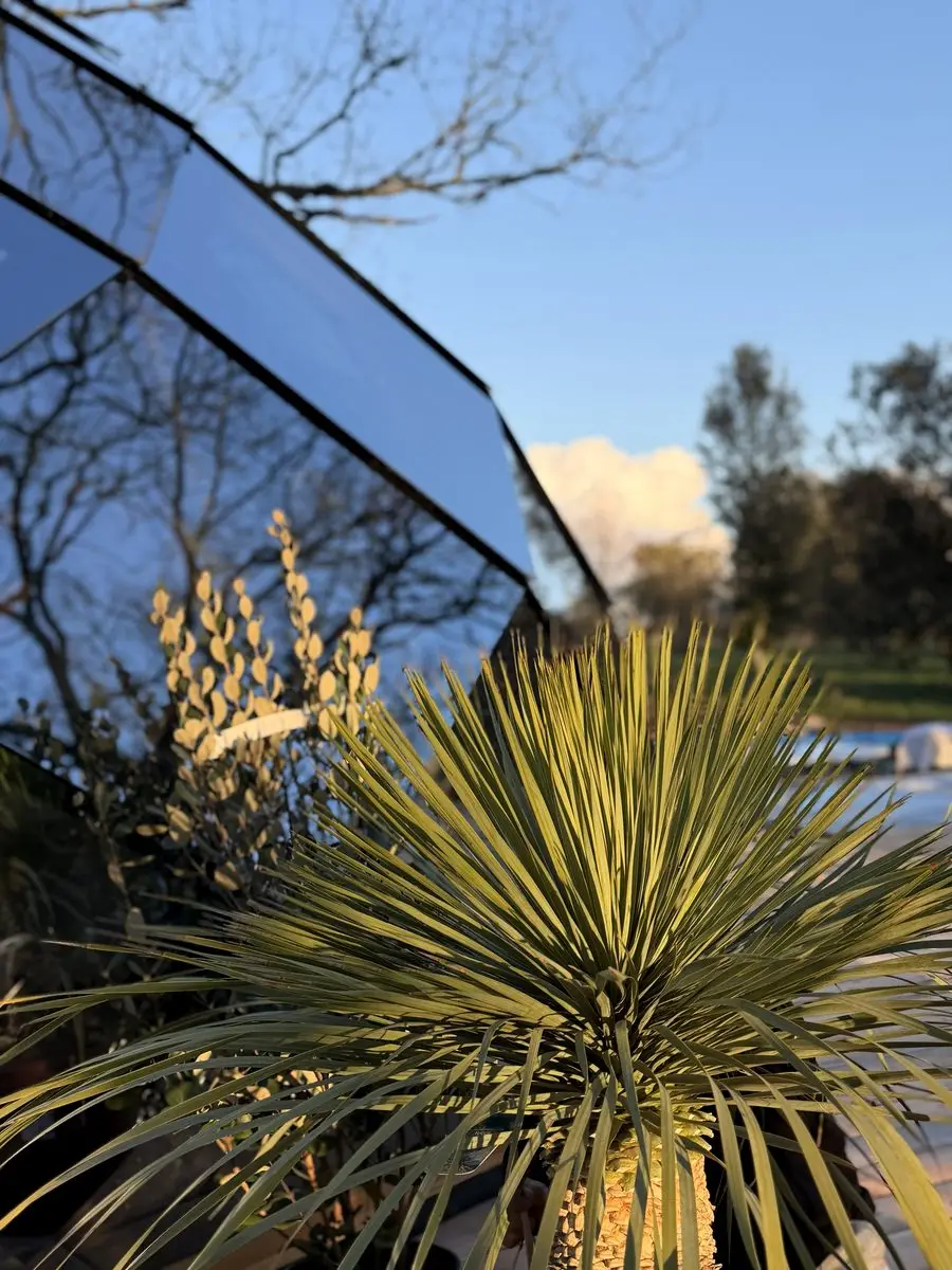 Arbre en fleurs du domaine